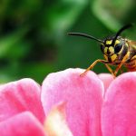 Insektenschutz, integrierter Insektenschutz, Schutz vor Wespen, Bienen und Gelsen