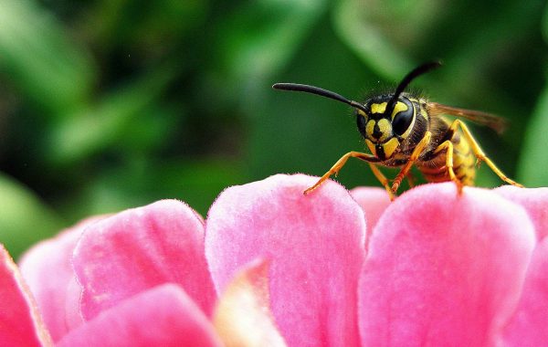 Insektenschutz, integrierter Insektenschutz, Schutz vor Wespen, Bienen und Gelsen